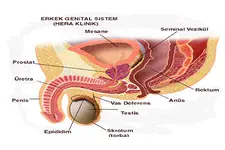 Erkek Genital Bölge Türleri ve Özellikleri